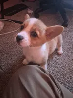 Nyx, a female Pembroke Welsh Corgi for sale in Irvington, IL – Photo 3 of 4