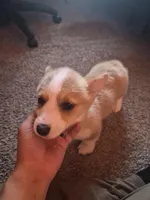 Lily, a female Pembroke Welsh Corgi for sale in Irvington, IL – Photo 3 of 6