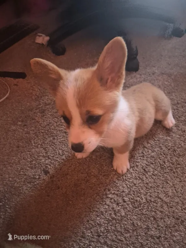 Lily – Pembroke Welsh Corgi puppy for sale in Irvington, IL