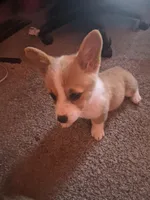 Lily, a female Pembroke Welsh Corgi for sale in Irvington, IL – Photo 1 of 6