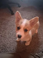 Lily, a female Pembroke Welsh Corgi for sale in Irvington, IL – Photo 5 of 6