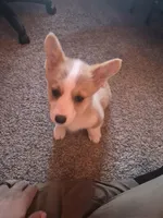 Lily, a female Pembroke Welsh Corgi for sale in Irvington, IL – Photo 4 of 6