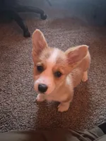 Lily, a female Pembroke Welsh Corgi for sale in Irvington, IL – Photo 2 of 6