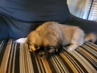 Lainey, a female Pekingese for sale in East Alton, IL – 2 of 4
