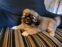 Lainey, a female Pekingese for sale in East Alton, IL – 4 of 4