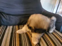 Lily, a female Pekingese for sale in East Alton, IL – 2 of 4