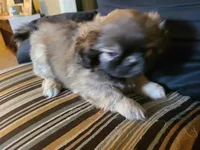 Bandit, a male Pekingese for sale in East Alton, IL – 4 of 4