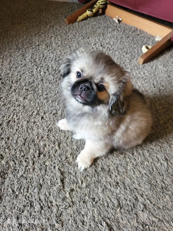 Cooper – Pekingese puppy for sale in East Alton, IL