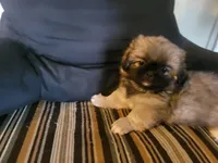 Lily, a female Pekingese for sale in East Alton, IL – 1 of 4