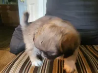 Cooper, a male Pekingese for sale in East Alton, IL – 3 of 4