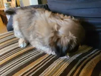 Bandit, a male Pekingese for sale in East Alton, IL – 2 of 4