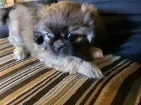 Bandit, a male Pekingese for sale in East Alton, IL – 3 of 4