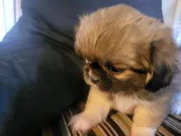 Cooper, a male Pekingese for sale in East Alton, IL – 2 of 4