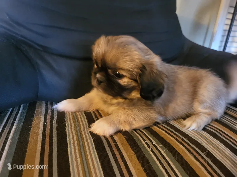 Lainey – Pekingese puppy on hold in East Alton, IL