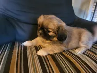 Lainey, a female Pekingese for sale in East Alton, IL – 1 of 4