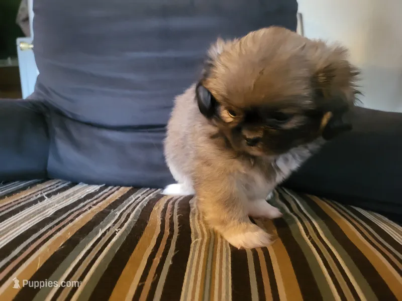 Cooper – Pekingese puppy for sale in East Alton, IL