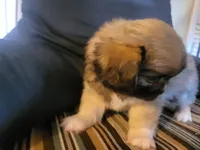 Cooper, a male Pekingese for sale in East Alton, IL – 4 of 4
