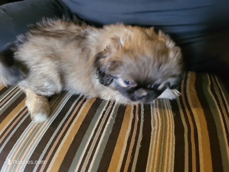 Bandit – Pekingese puppy for sale in East Alton, IL