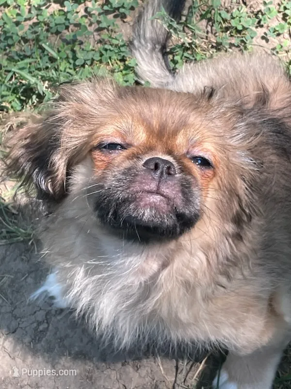 Bandit – Pekingese puppy for sale in East Alton, IL