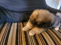 Lily, a female Pekingese for sale in East Alton, IL – 3 of 4