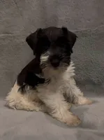 Tut, a male Miniature Schnauzer for sale in Milton, FL – 2 of 2