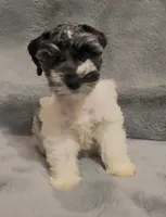 Paco, a male Miniature Schnauzer for sale in Milton, FL – 2 of 2