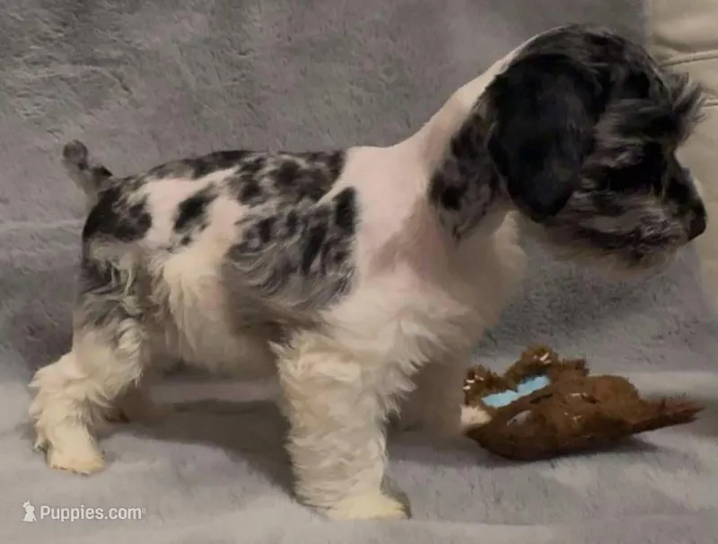 Paco – Miniature Schnauzer puppy for sale in Milton, FL