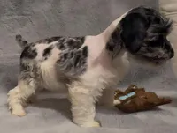 Paco, a male Miniature Schnauzer for sale in Milton, FL – 1 of 2