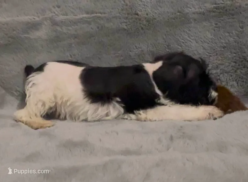 Tut – Miniature Schnauzer puppy for sale in Milton, FL