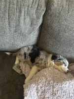 Oakley, a female Australian Shepherd for sale in Summerville, SC – 5 of 8