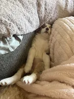Oakley, a female Australian Shepherd for sale in Summerville, SC – 8 of 8