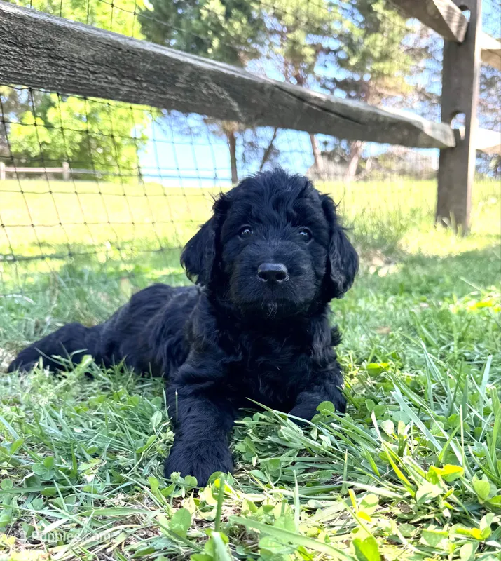 Charkie – Goldendoodle puppy for sale in Charlotte, NC