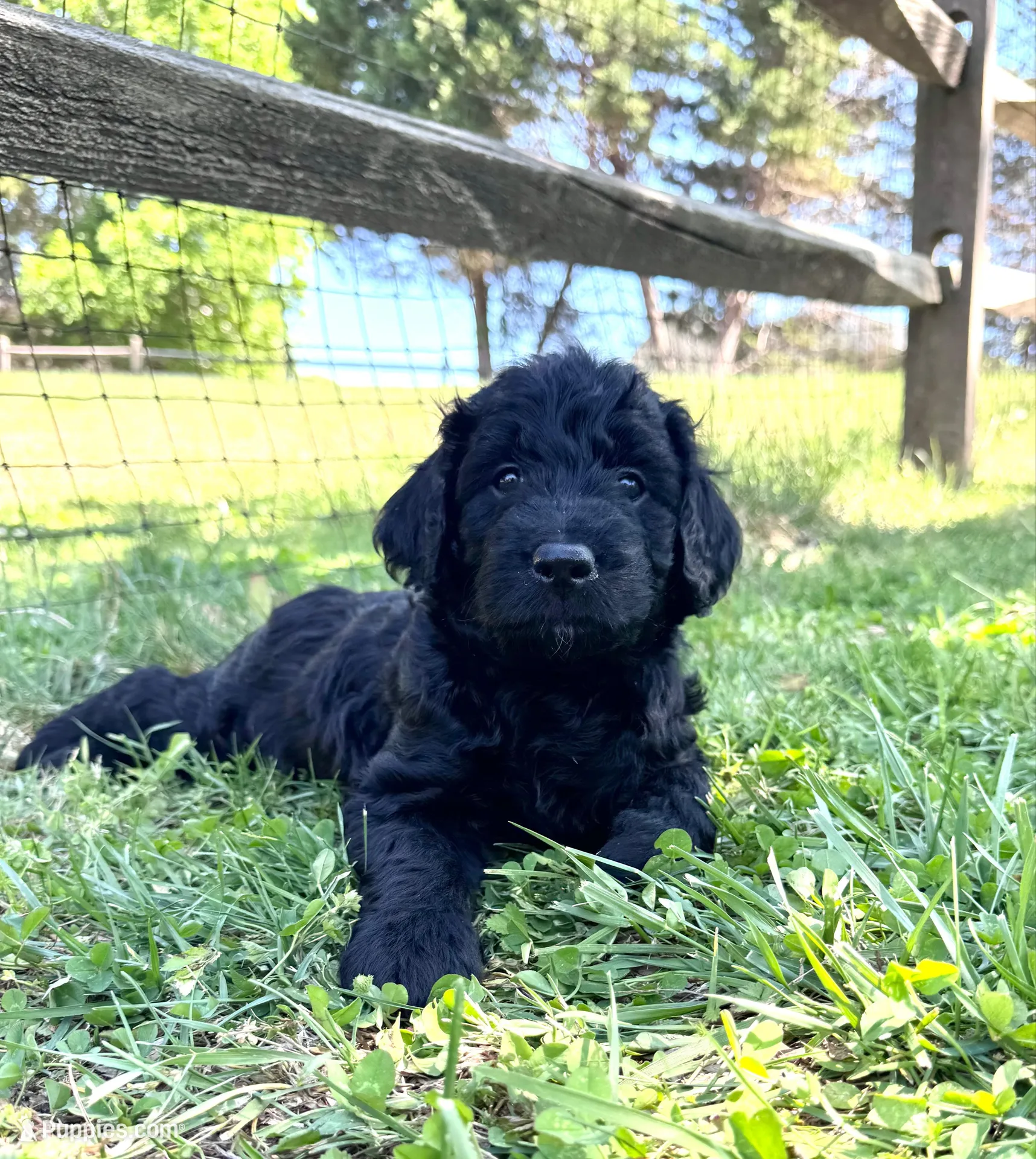 Charkie, a female Goldendoodle for sale in Charlotte, NC – Photo 1 of 10