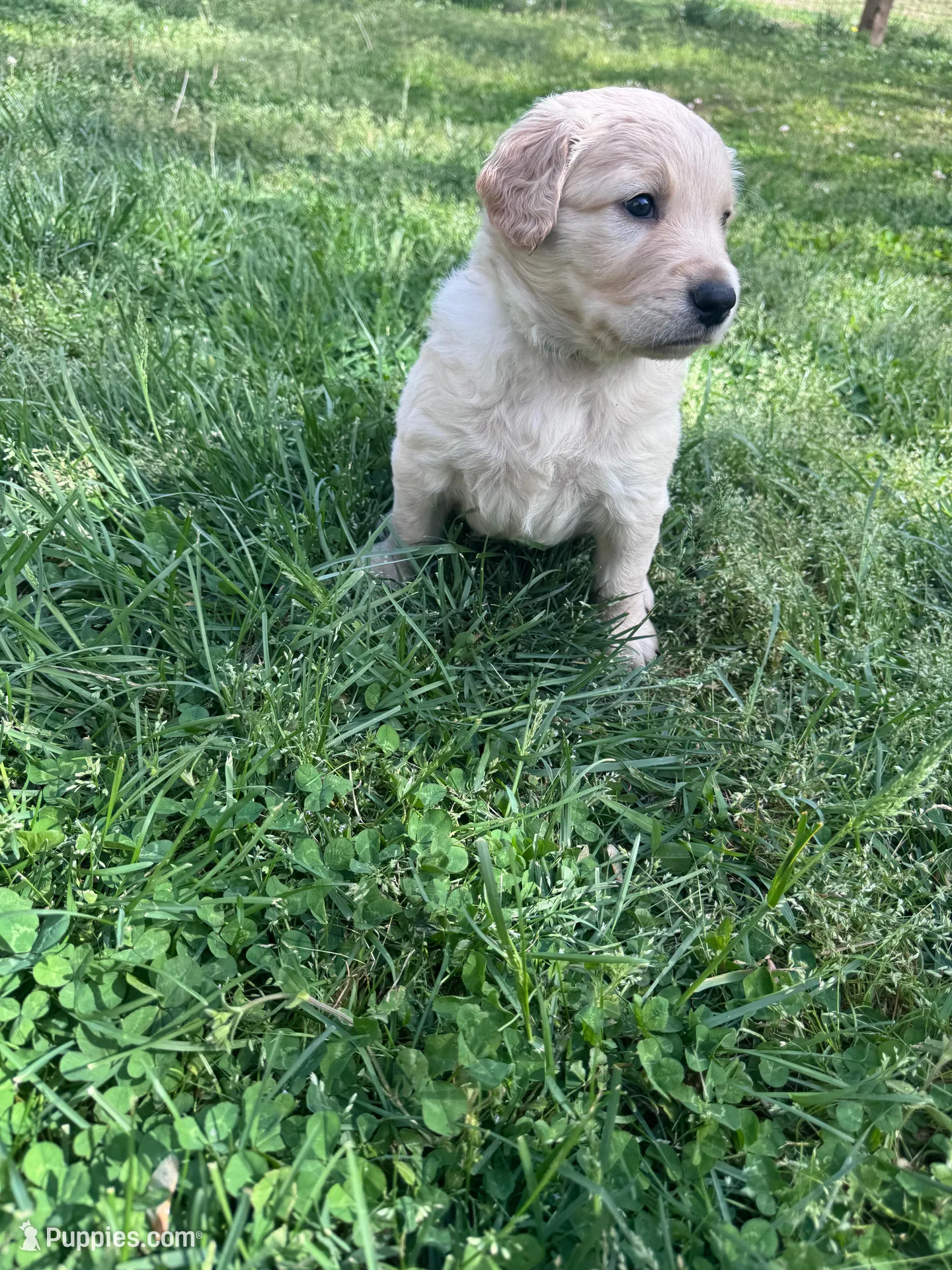 Freddy, a male Goldendoodle for sale in Charlotte, NC – Photo 3 of 10