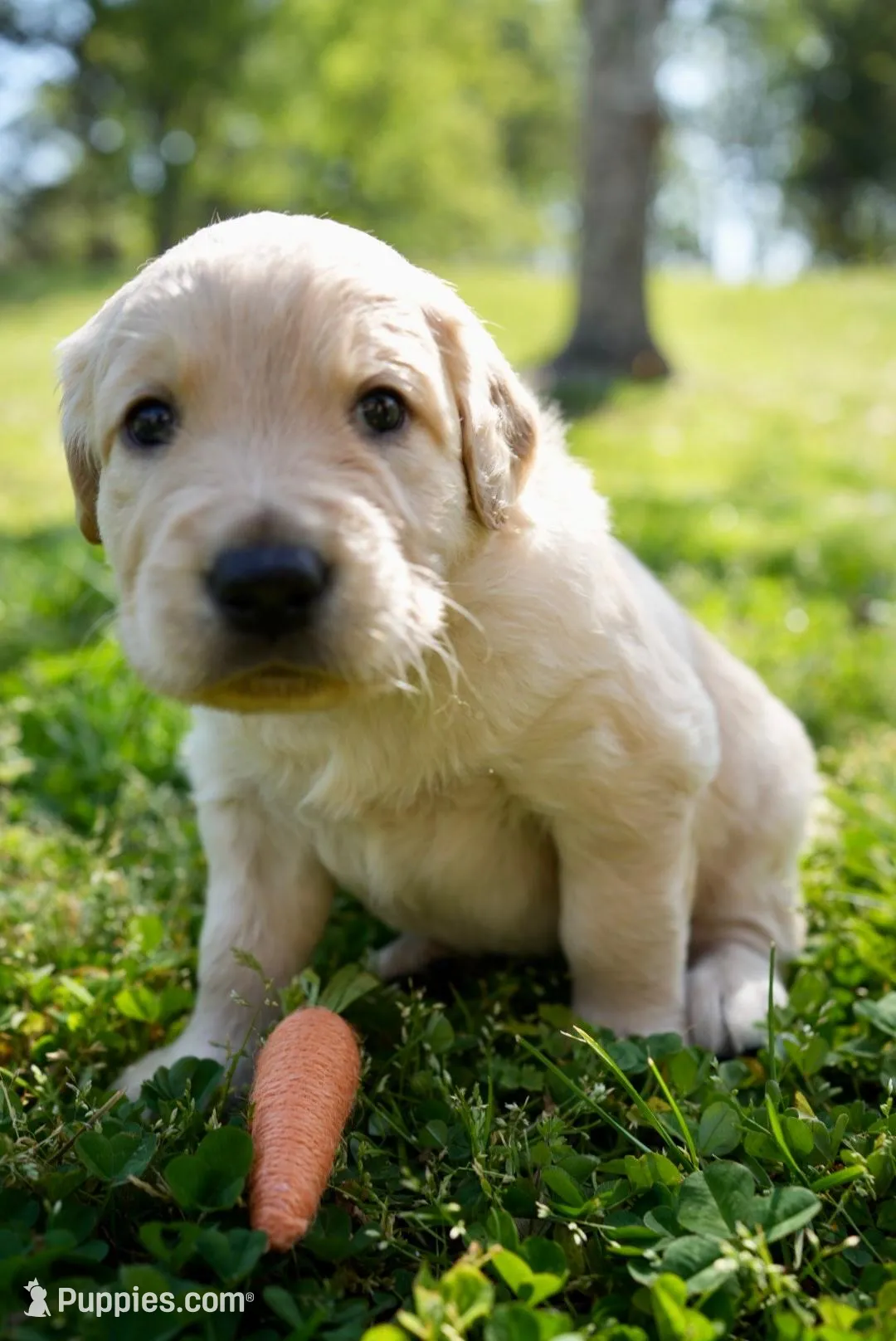 Freddy, a male Goldendoodle for sale in Charlotte, NC – Photo 2 of 10