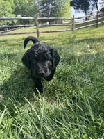 Charkie, a female Goldendoodle for sale in Charlotte, NC – Photo 5 of 10