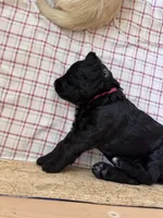 Charkie, a female Goldendoodle for sale in Charlotte, NC – Photo 4 of 10