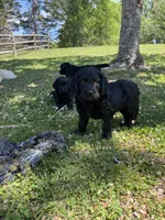 Charkie, a female Goldendoodle for sale in Charlotte, NC – Photo 8 of 10