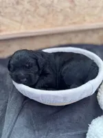 Charkie, a female Goldendoodle for sale in Charlotte, NC – Photo 2 of 10