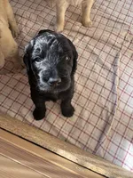 Charkie, a female Goldendoodle for sale in Charlotte, NC – Photo 3 of 10