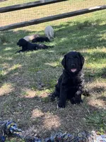 Charkie, a female Goldendoodle for sale in Charlotte, NC – Photo 7 of 10