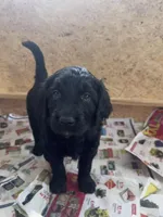 Charkie, a female Goldendoodle for sale in Charlotte, NC – Photo 6 of 10