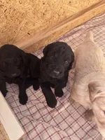 Charkie, a female Goldendoodle for sale in Charlotte, NC – Photo 10 of 10