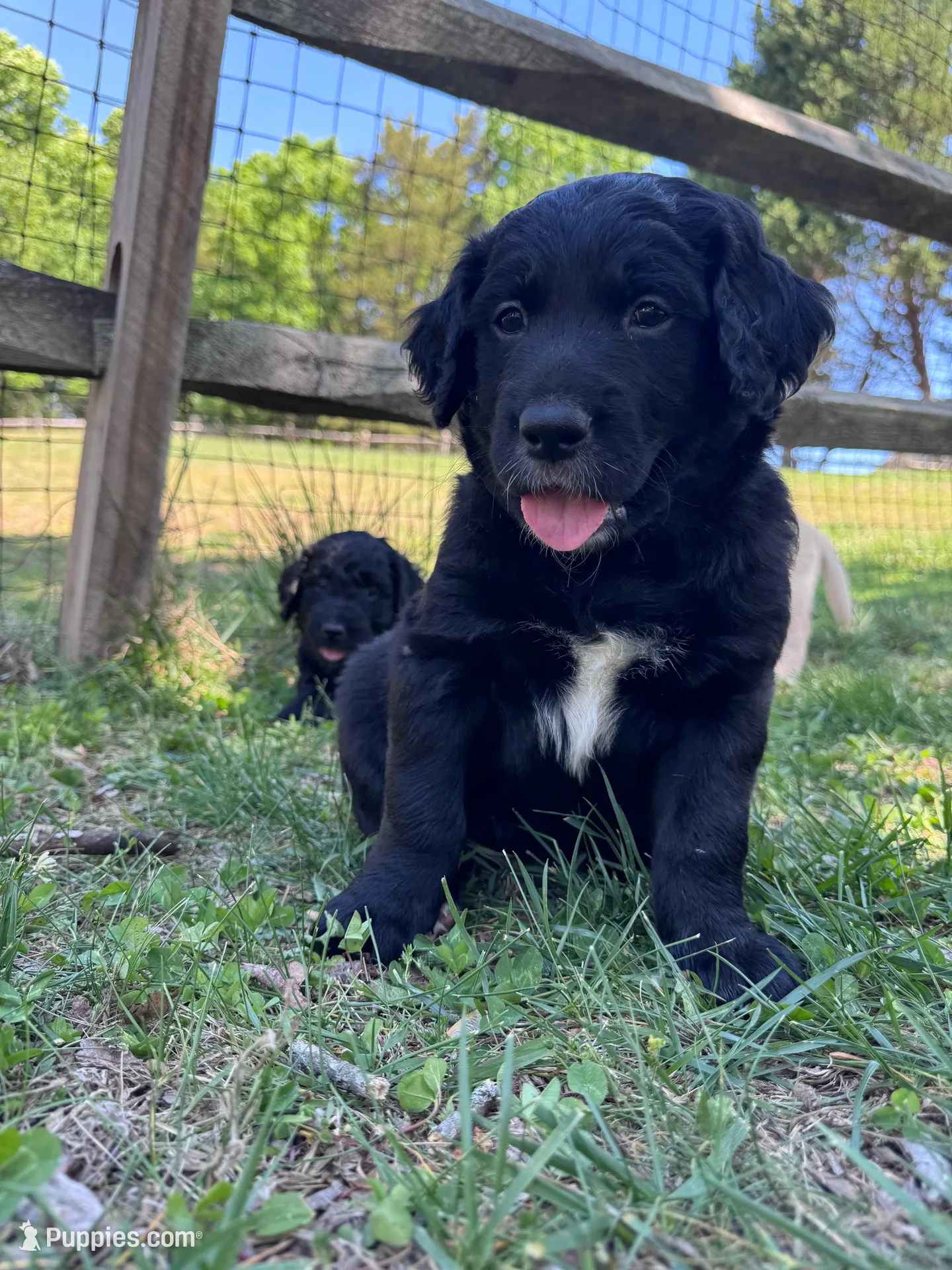 Patches, a male Goldendoodle for sale in Charlotte, NC – Photo 2 of 10