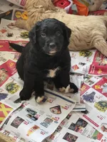 Patches, a male Goldendoodle for sale in Charlotte, NC – Photo 10 of 10