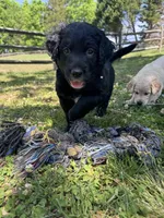 Patches, a male Goldendoodle for sale in Charlotte, NC – Photo 5 of 10