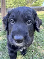 Patches, a male Goldendoodle for sale in Charlotte, NC – Photo 3 of 10