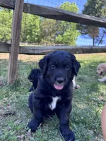 Patches, a male Goldendoodle for sale in Charlotte, NC – Photo 4 of 10