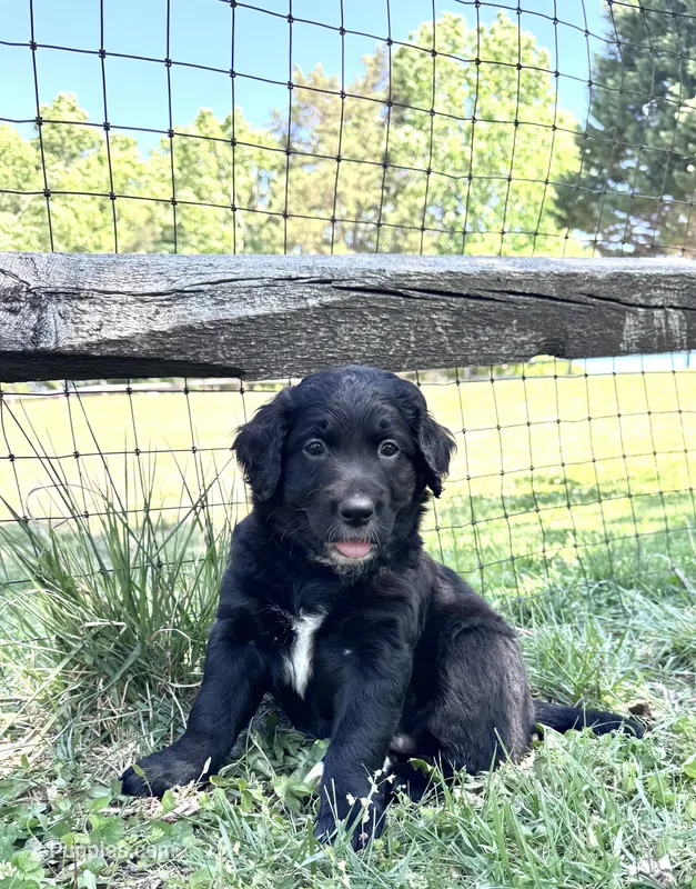 Patches – Goldendoodle puppy for sale in Charlotte, NC