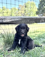 Patches, a male Goldendoodle for sale in Charlotte, NC – Photo 1 of 10